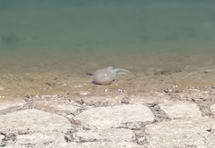 Catostylus tagi