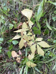 Geum laciniatum