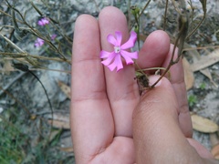 Silene scabriflora