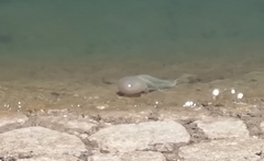 Catostylus tagi