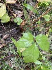 Geum laciniatum