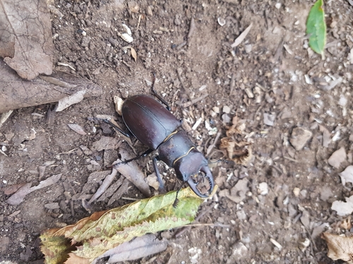 Lucanus tetraodon