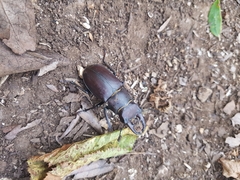 Lucanus tetraodon