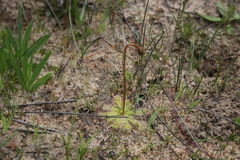 Drosera pauciflora