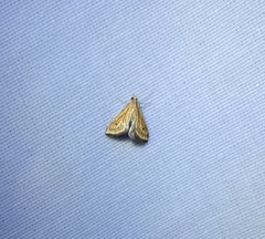 Microtheoris ophionalis