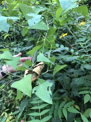 Persicaria perfoliata