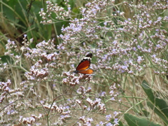 Danaus chrysippus