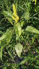 Amaranthus