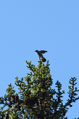 Nucifraga caryocatactes