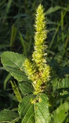 Amaranthus