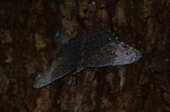 Hamadryas glauconome