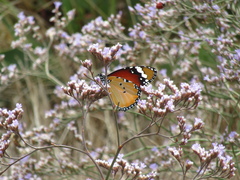 Danaus chrysippus