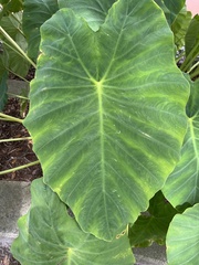 Colocasia