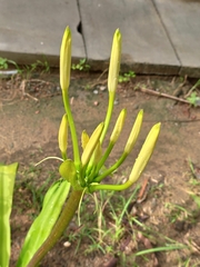 Amaryllidaceae