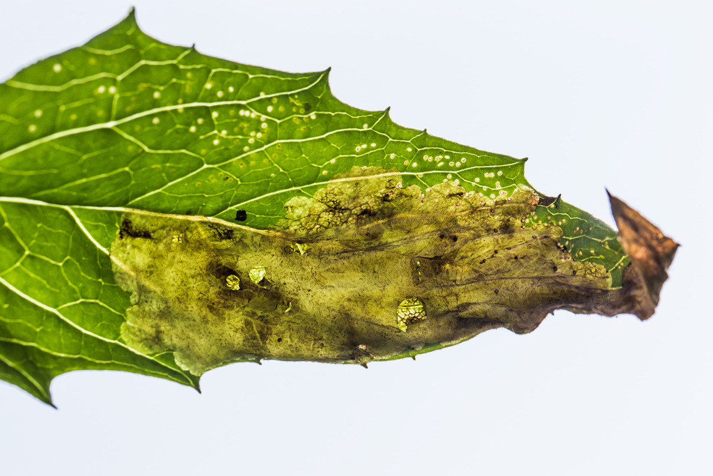 Nemorimyza maculosa