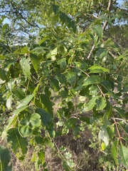 Zanthoxylum clava-herculis