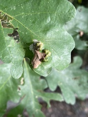 Aceria querci
