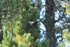 Nucifraga caryocatactes