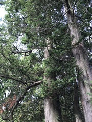 Chamaecyparis thyoides