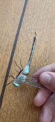Anax parthenope