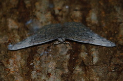 Hamadryas glauconome