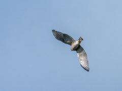 Accipiter gularis