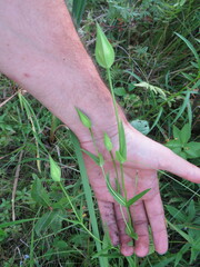 Gentianopsis