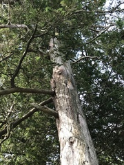 Chamaecyparis thyoides