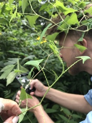 Persicaria perfoliata