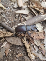 Lucanus tetraodon
