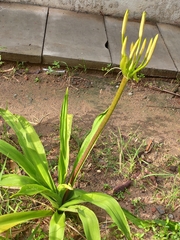 Amaryllidaceae
