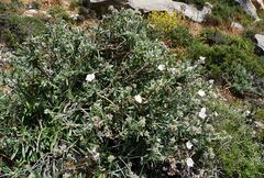 Convolvulus oleifolius