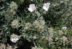 Convolvulus oleifolius