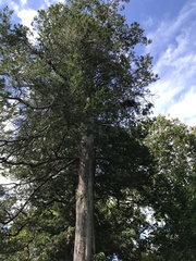 Chamaecyparis thyoides