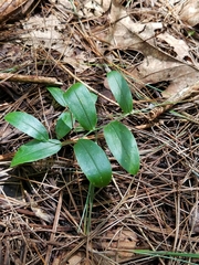Uvularia puberula