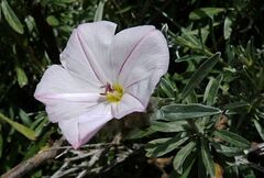 Convolvulus oleifolius