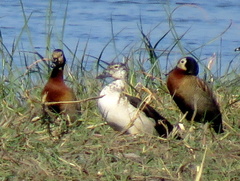 Sarkidiornis melanotos