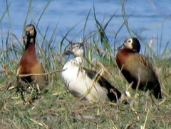 Sarkidiornis melanotos