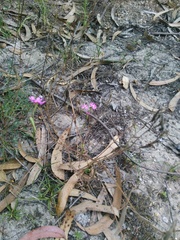 Silene scabriflora
