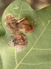 Aceria querci