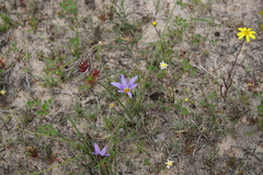 Romulea tabularis