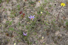 Romulea tabularis