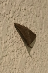 Pechipogo plumigeralis