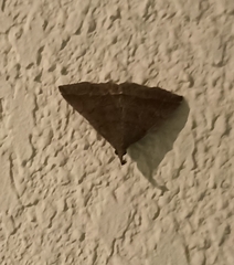 Pechipogo plumigeralis