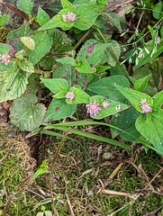 Persicaria nepalensis
