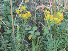 Solidago ohioensis