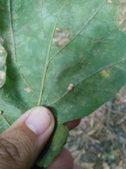 Neuroterus anthracinus