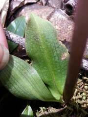 Chiloglottis