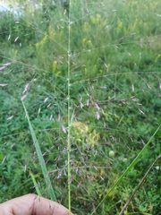 Eragrostis spectabilis