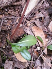 Chiloglottis